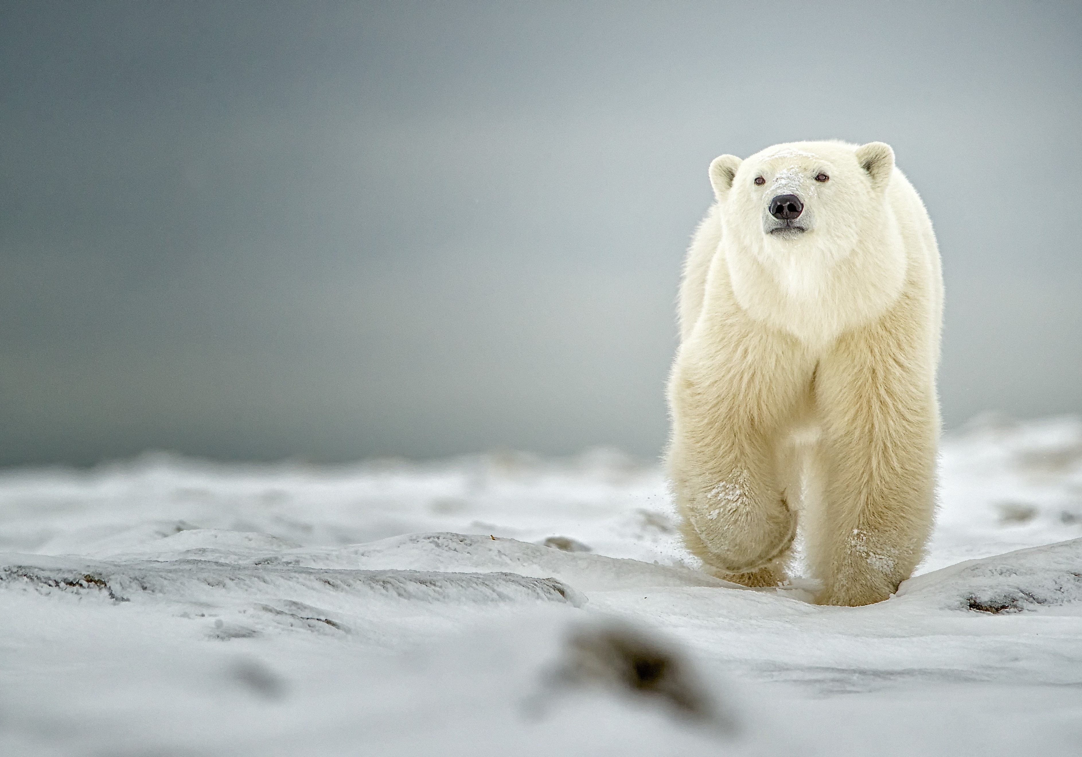 Polar bear image for Andy Skillen talk event.